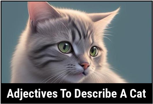 41 Adjectives To Describe A Cat